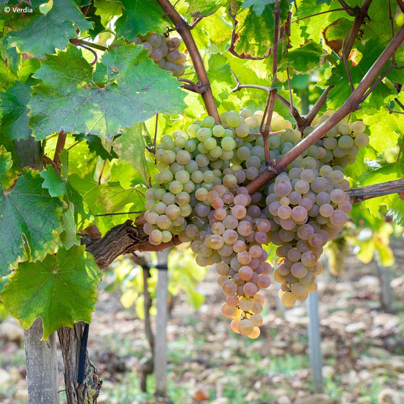 Videira Nathy-Sauvignac VignHappy Fruitality - Vitis (Hábito)