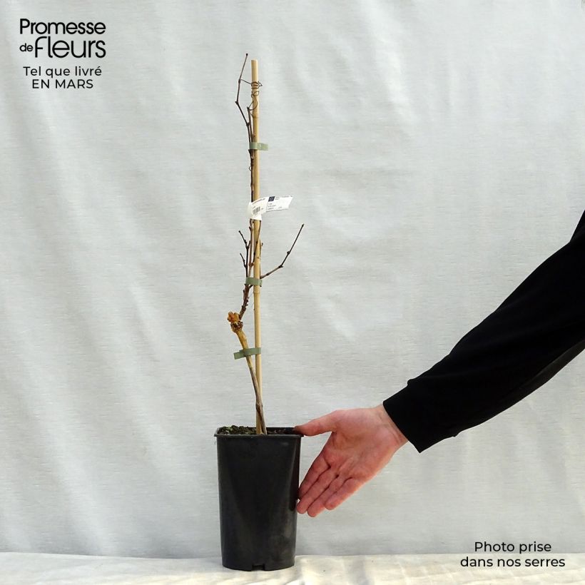 Amostra de Videira Preta precoce de Marselha - Vitis vinifera Vaso de 2 L/3 L tal como entregue na primavera