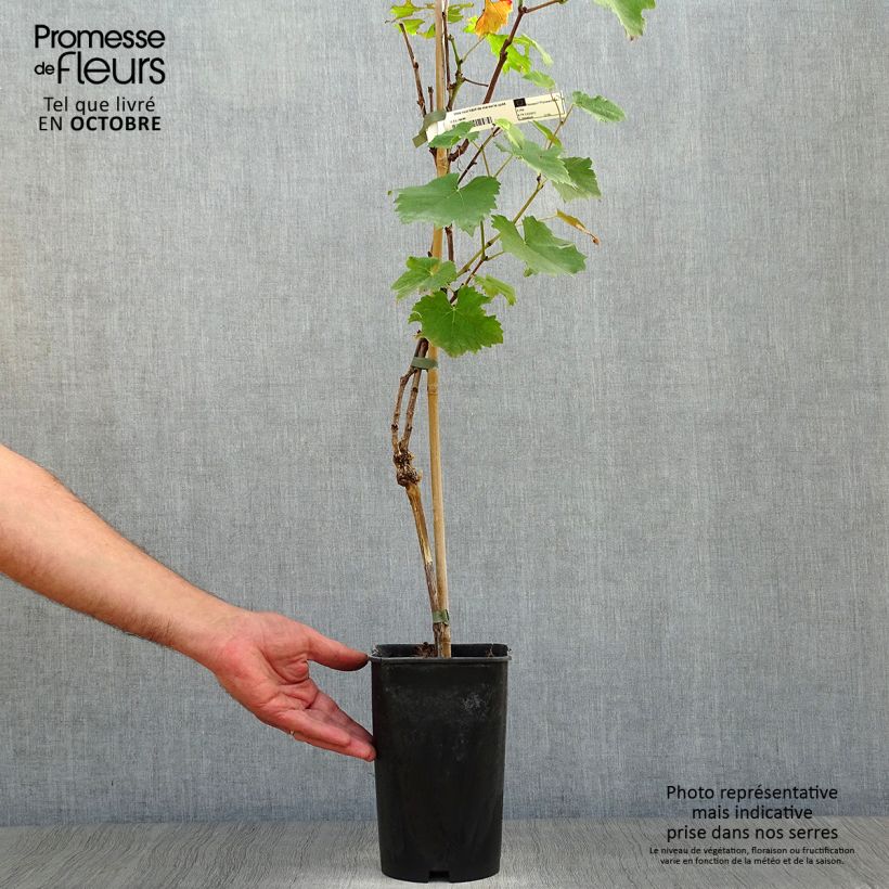 Amostra de Videira Preta precoce de Marselha - Vitis vinifera Vaso de 2 L/3 L tal como entregue no outono