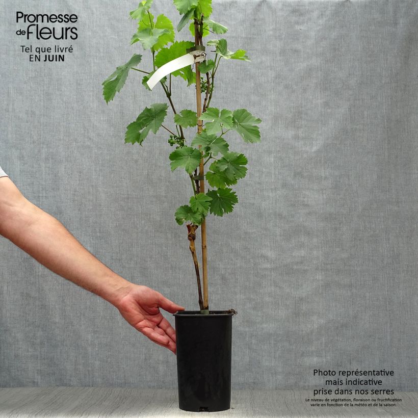 Amostra de Videira Preta precoce de Marselha - Vitis vinifera Vaso de 2 L/3 L tal como entregue no verão