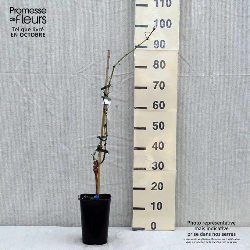 Amostra de Videira Ora - Vitis vinifera Vaso de 2 L/3 L tal como entregue no outono
