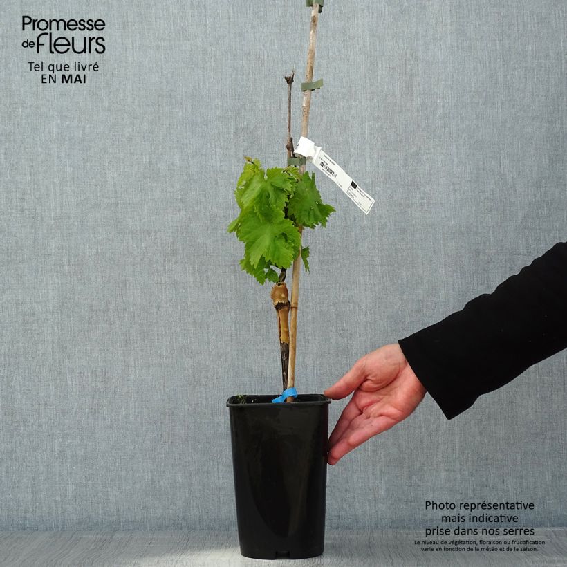 Amostra de Videira Ora - Vitis vinifera Vaso de 2 L/3 L tal como entregue na primavera