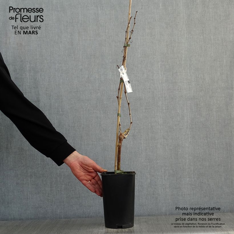 Amostra de Vigne Perle de Csaba Vaso de 1,5 L/2 L tal como entregue no inverno