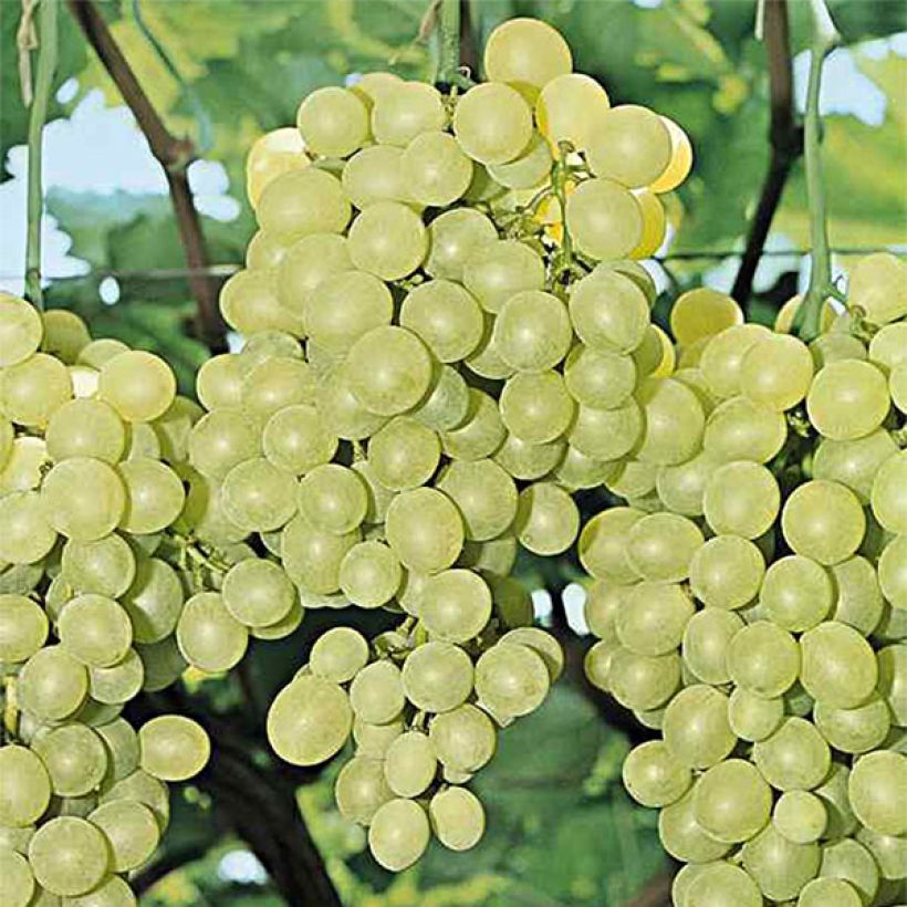 Videira Perlette - Vitis vinifera (Colheita)