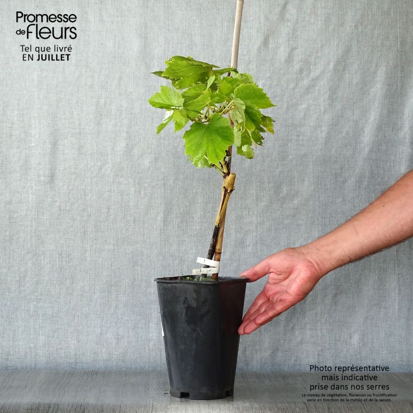 Amostra de Videira Perlette - Vitis vinifera Vaso de 2 L/3 L tal como entregue no verão