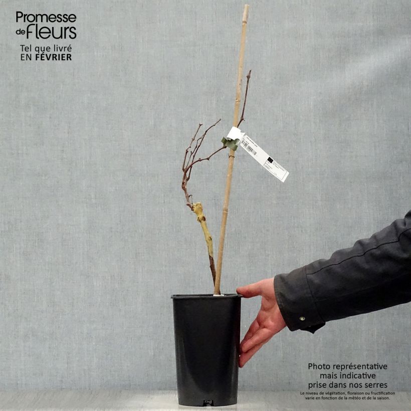 Amostra de Vigne Perlette Vaso de 2 L/3 L tal como entregue no inverno