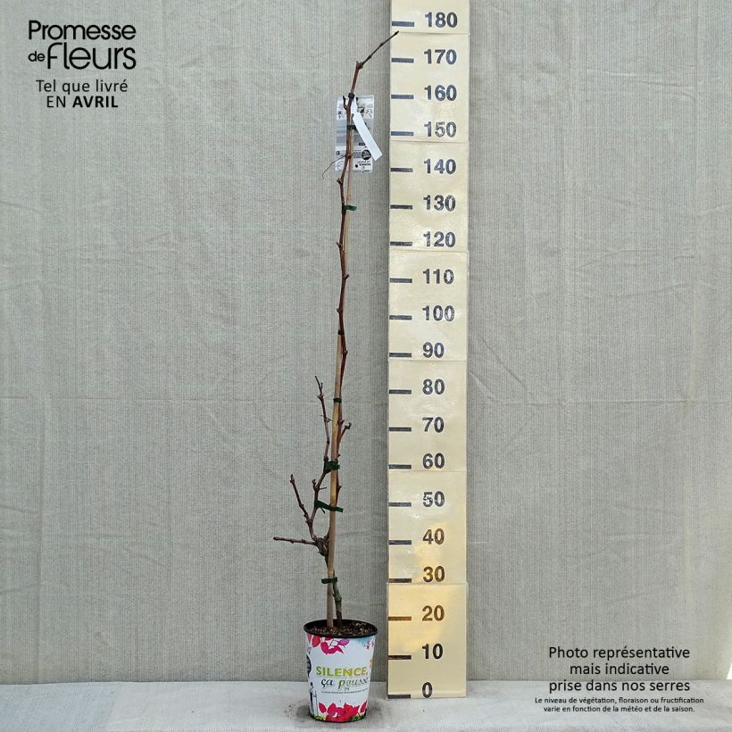Amostra de Videira Philipp - Vitis vinifera Vaso de 4 L/5 L tal como entregue na primavera