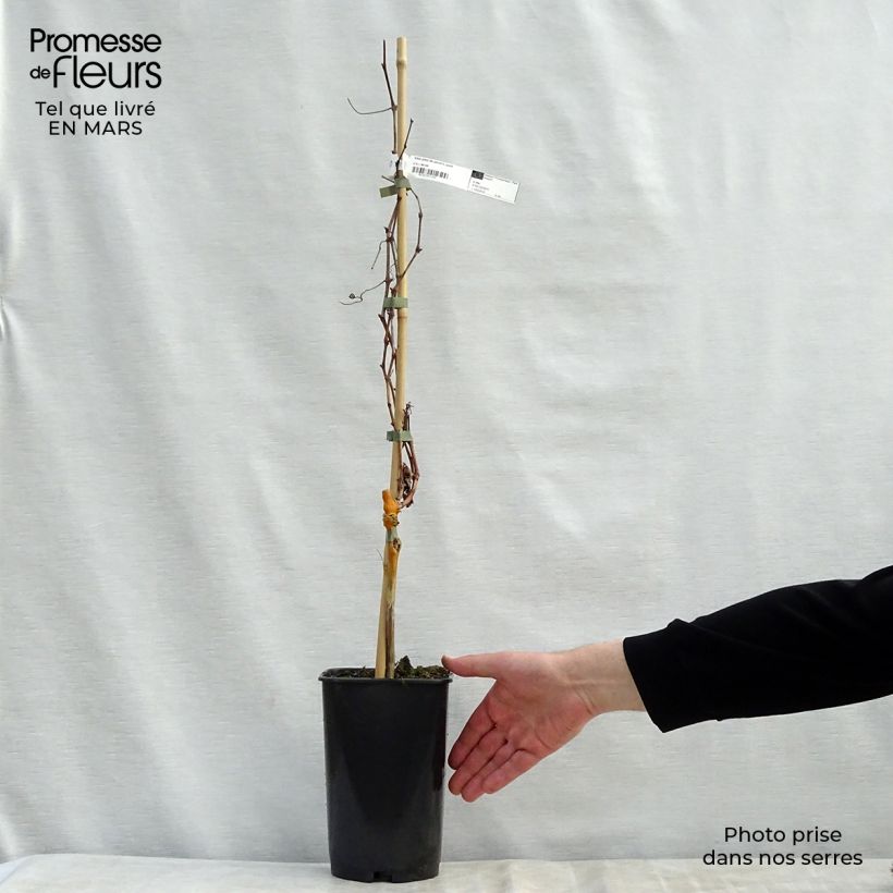 Amostra de Videira Pé de Perdiz - Vitis vinifera Vaso de 2 L/3 L tal como entregue na primavera