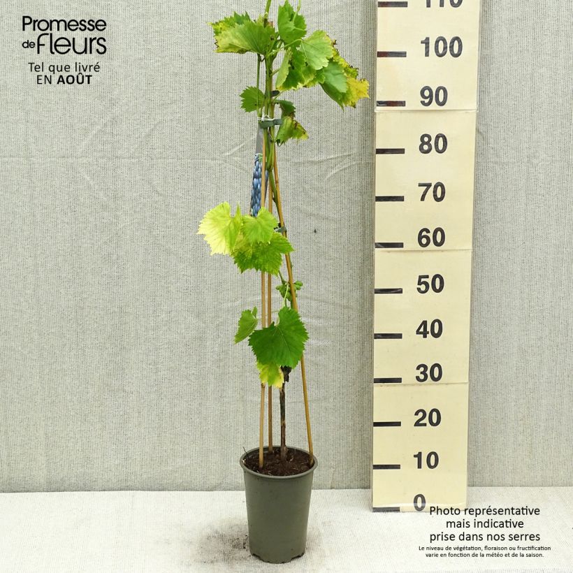 Amostra de Videira Regent - Vitis vinifera Vaso de 2 L/3 L tal como entregue no verão