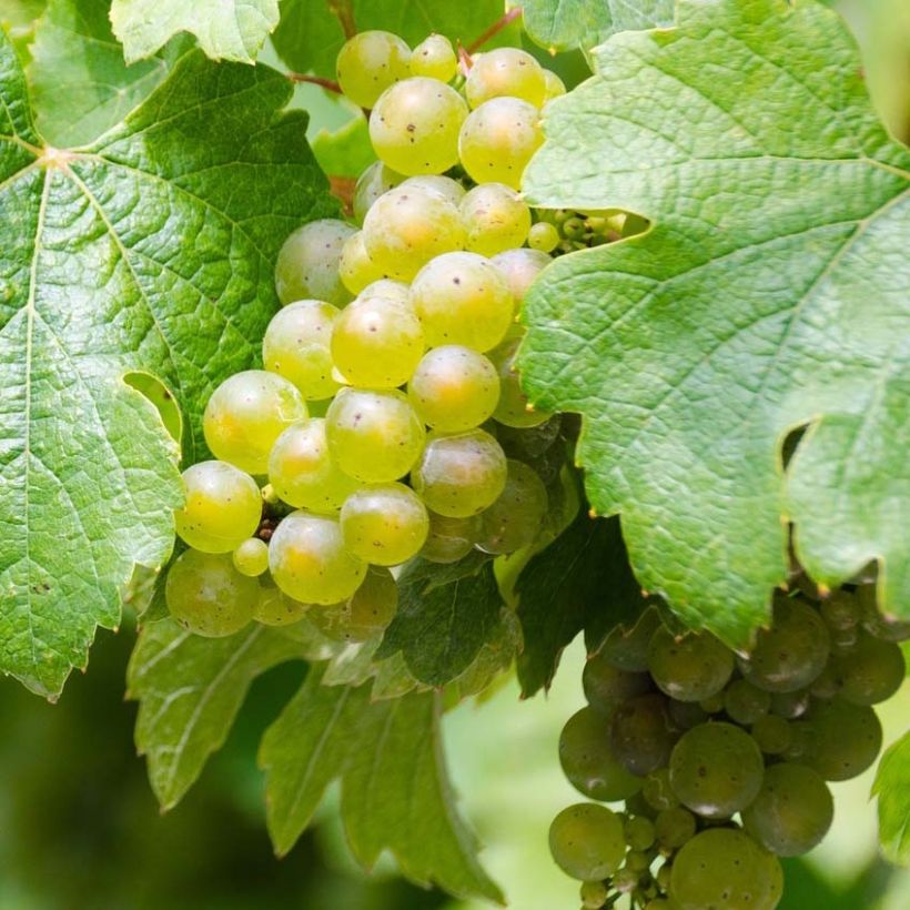 Videira Riesling - Vitis vinifera (Colheita)