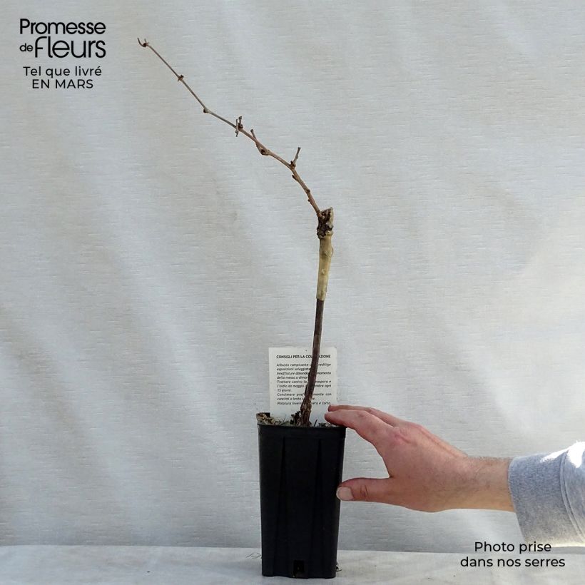 Amostra de Videira Riesling - Vitis vinifera Vaso de 1,5 L/2 L tal como entregue na primavera