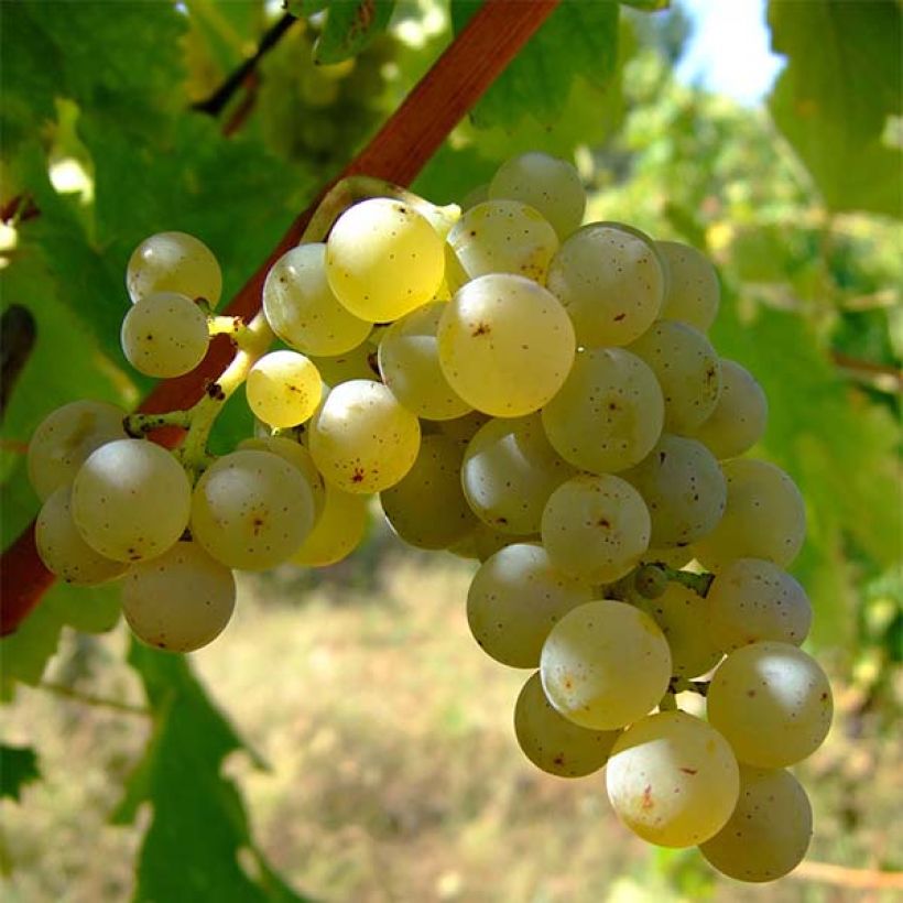 Videira Sauvignon Blanc - Vitis vinifera (Colheita)