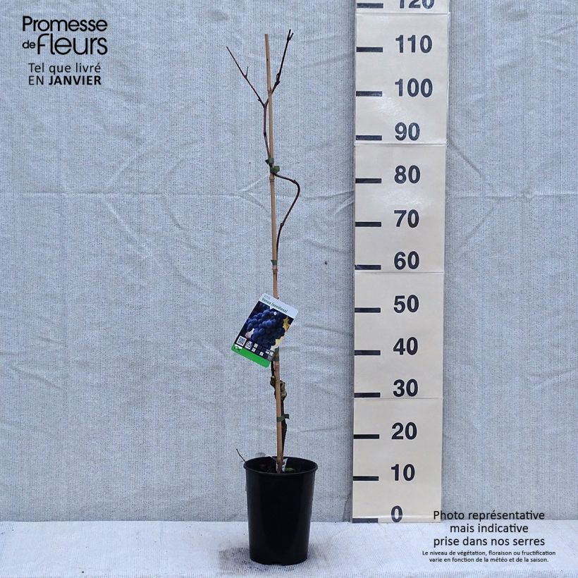 Amostra de Vigne Venus Vaso de 1,5 L/2 L tal como entregue no inverno