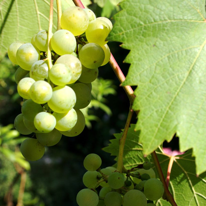 Videira Phoenix - Vitis vinifera (Colheita)