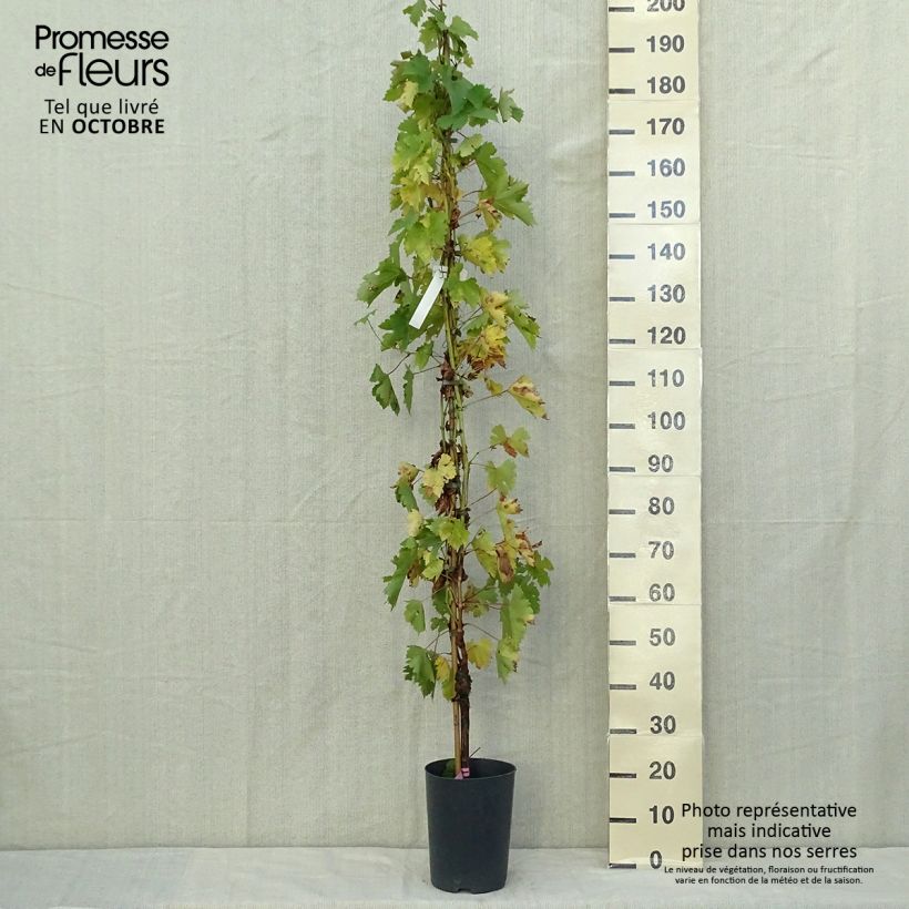Amostra de Videira Argentina - Vitis vinifera Vaso de 4 L/5 L tal como entregue no outono