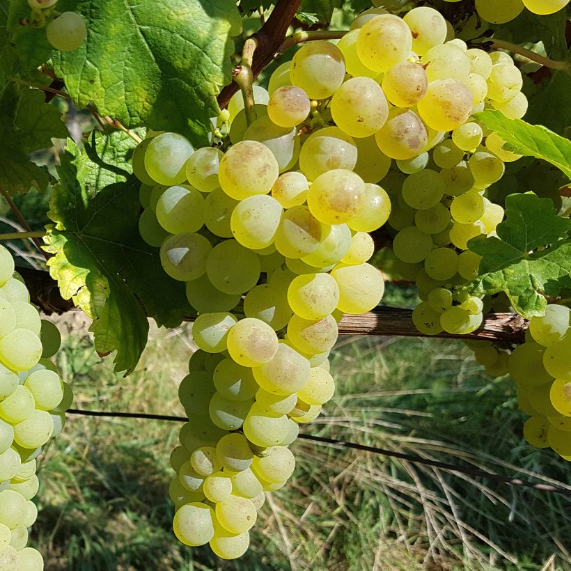 Videira Chasselas de Fontainebleau - Vitis vinifera (Colheita)