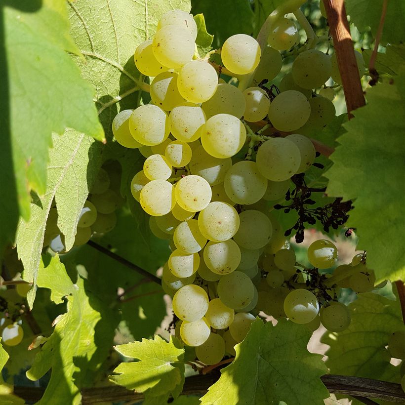 Videira Chasselas Cioutat - Vitis vinifera (Colheita)