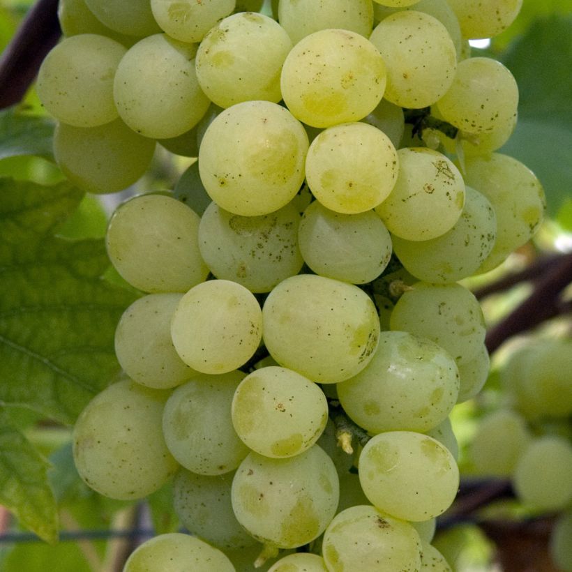 Videira Fanny - Vitis vinifera (Colheita)