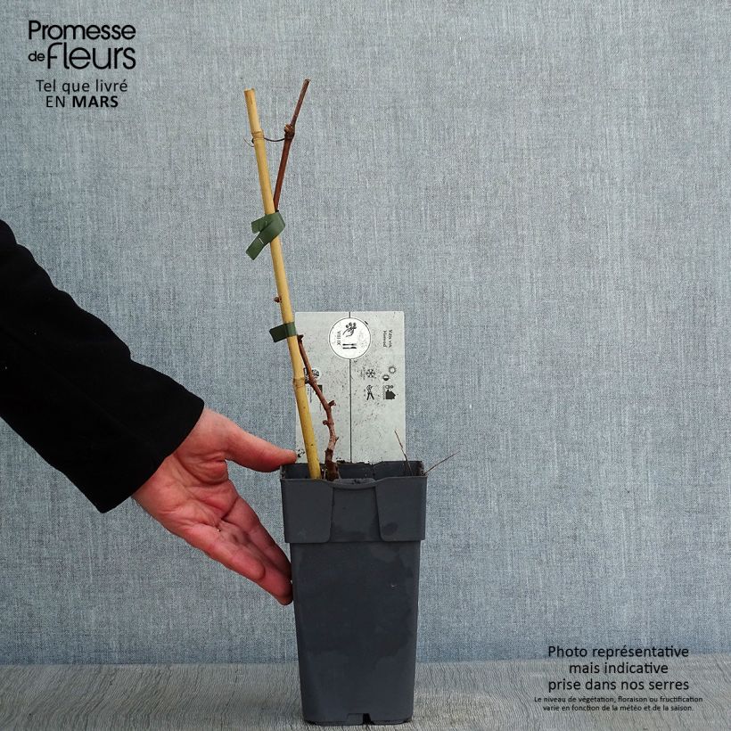 Amostra de Vigne - Vitis vinifera Himrod Vaso de 1,5 L/2 L tal como entregue no inverno