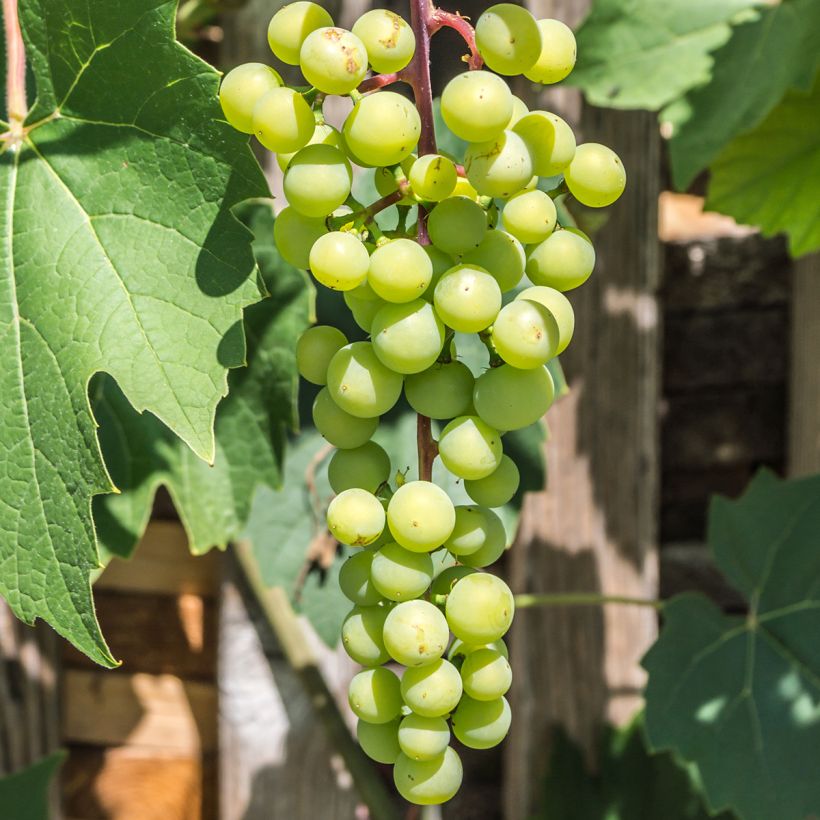Videira Himrod - Vitis vinifera (Colheita)