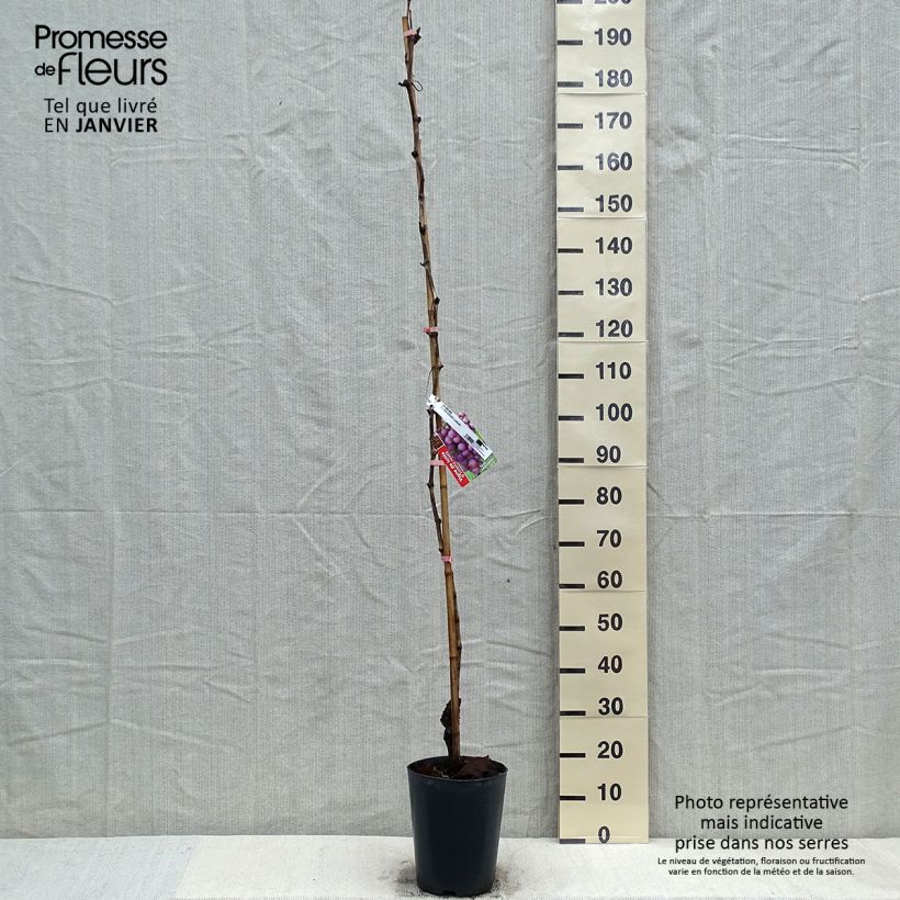 Amostra de Vigne - Vitis vinifera Miss Pink Vaso de 4 L/5 L tal como entregue no inverno