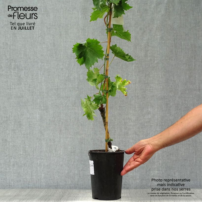Amostra de Videira Muscat Bleu - Vitis vinifera Vaso de 2 L/3 L tal como entregue no verão