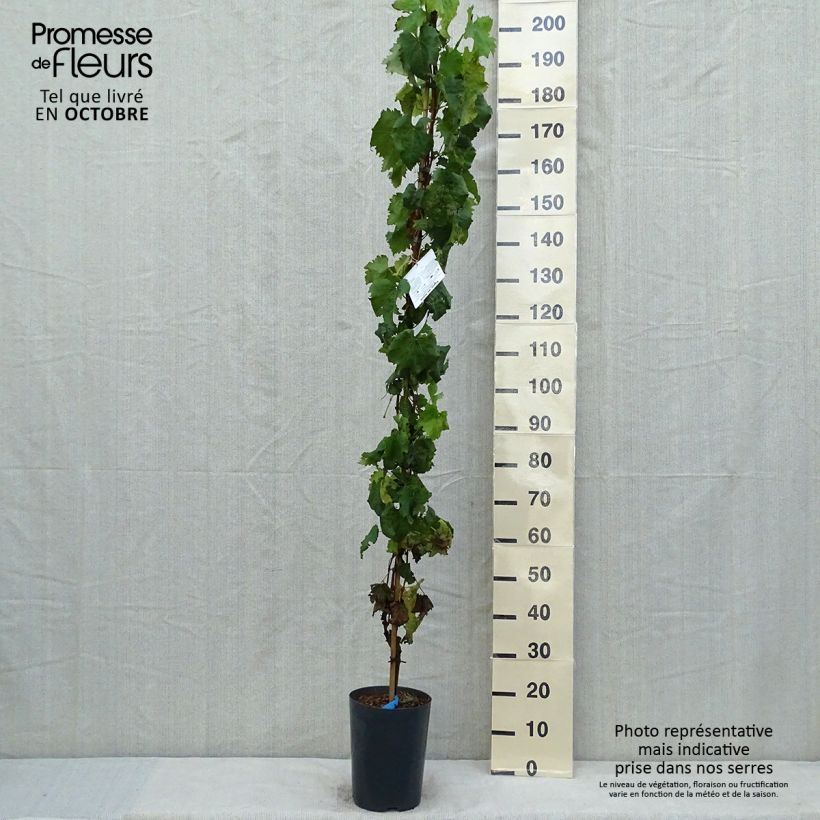 Amostra de Videira Muscat Bleu - Vitis vinifera Vaso de 4 L/5 L tal como entregue no outono
