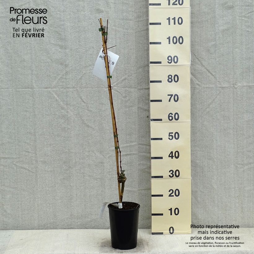 Amostra de Vigne - Vitis vinifera Muscat Bleu Vaso de 2 L/3 L tal como entregue no inverno