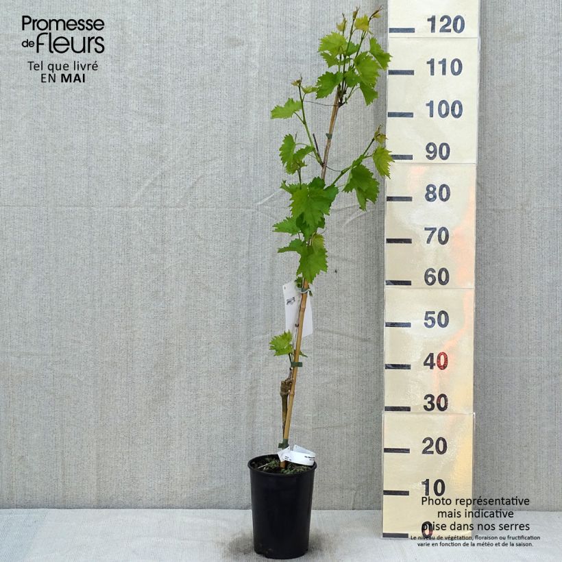 Amostra de Videira Muscat Bleu - Vitis vinifera Vaso de 2 L/3 L tal como entregue na primavera