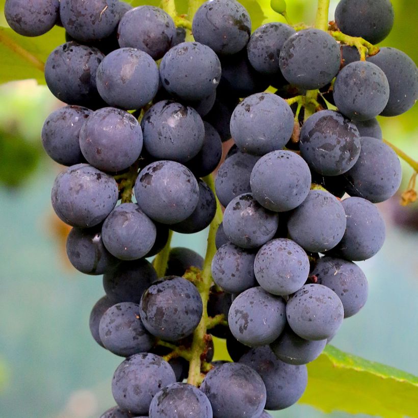 Videira Moscatel Roxo da Madeira - Vitis vinifera (Colheita)