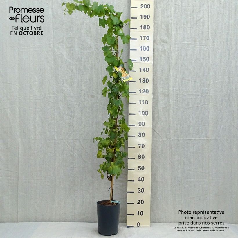 Amostra de Videira Palatina - Vitis vinifera Vaso de 4 L/5 L tal como entregue no outono