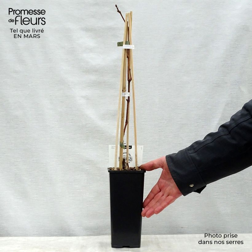 Amostra de Videira Vroege Van Der Laan - Vitis vinifera Vaso de 1,5 L/2 L tal como entregue na primavera