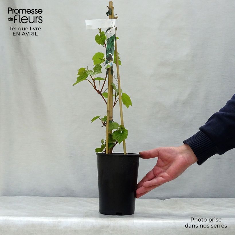 Amostra de Vitis coignetiae - Videira Vaso de 2 L/3 L tal como entregue na primavera
