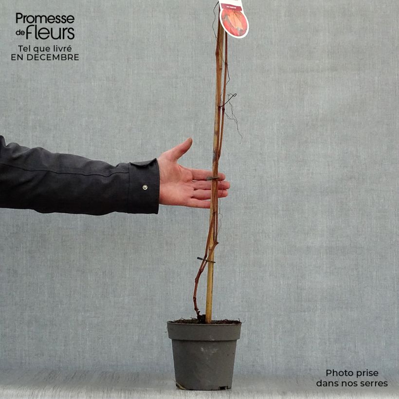 Amostra de Vitis coignetiae - Videira Vaso de 2 L/3 L tal como entregue no inverno