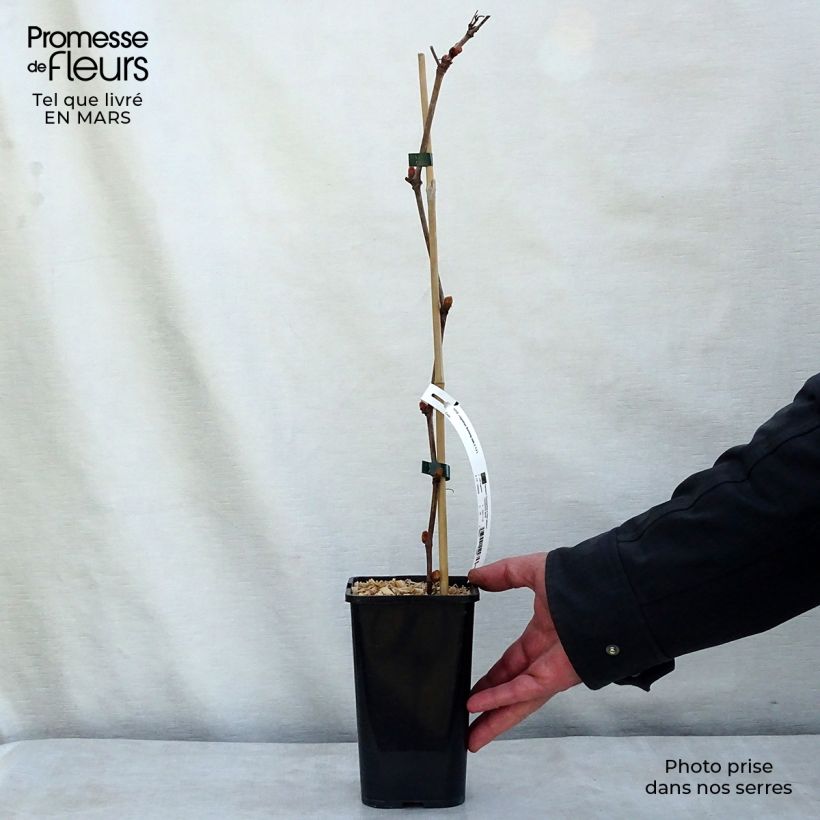 Amostra de Vigne d'ornement - Vitis vinifera Incana Vaso de 1,5 L/2 L tal como entregue no inverno