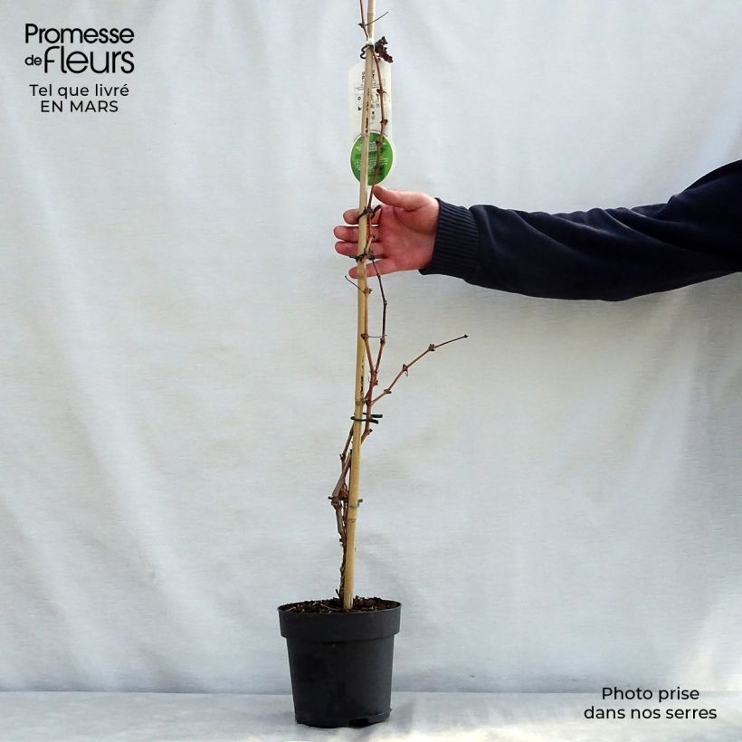 Amostra de Videira Purpurea Vaso de 2 L/3 L tal como entregue na primavera