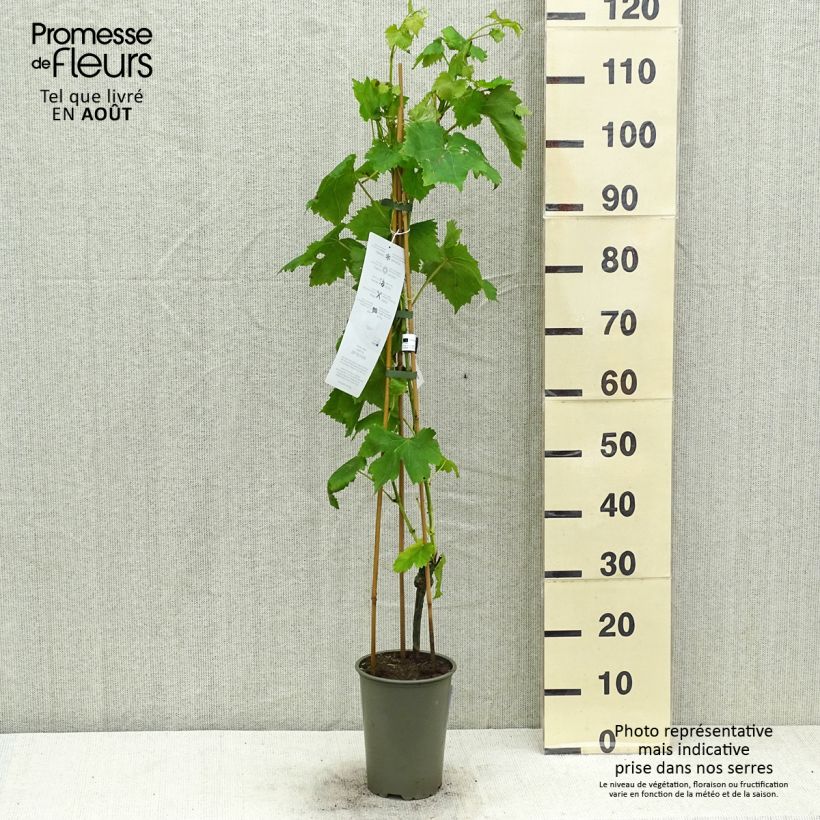 Amostra de Vigne de table Attika - Vitis vinifera Vaso de 2 L/3 L tal como entregue no verão