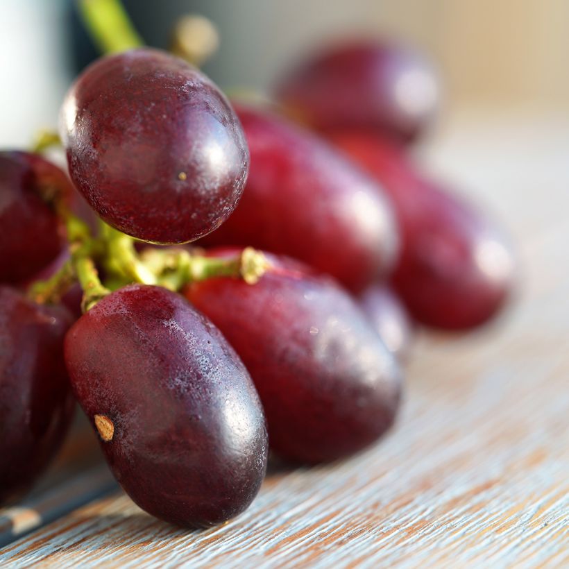 Videira de mesa Crimson sem grainha - Vitis vinifera (Colheita)