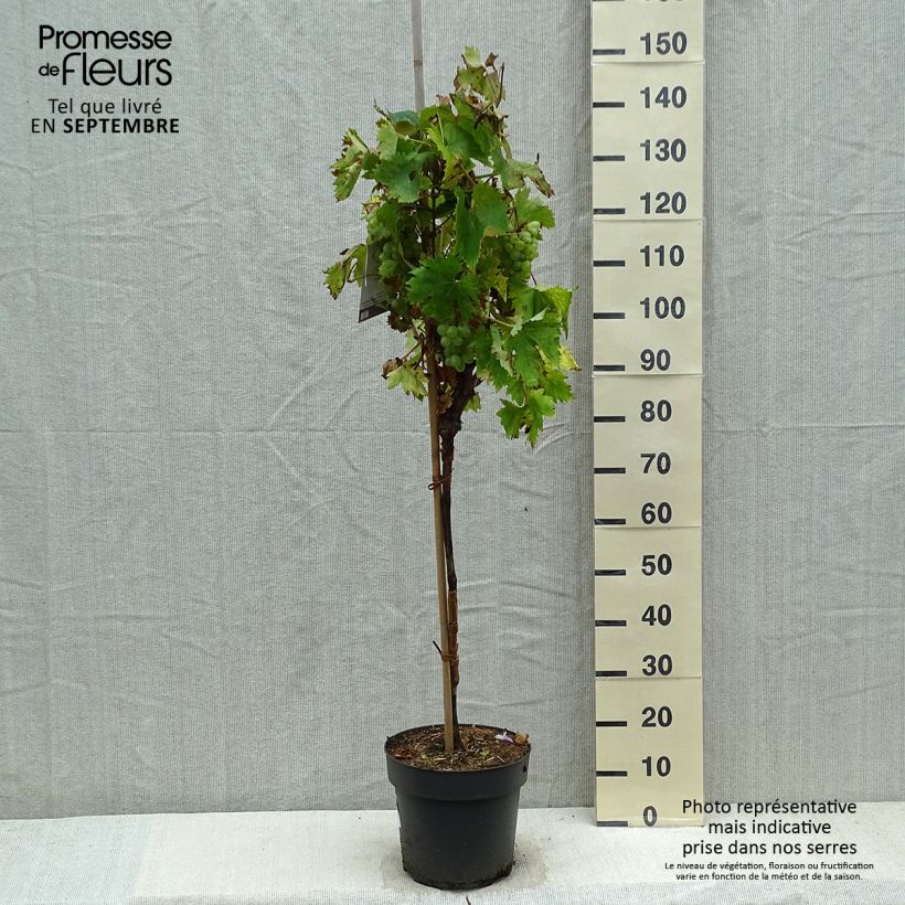 Amostra de Videira de mesa Rhea - Vitis vinifera Vaso de 7,5 L/10 L, Haste tal como entregue no outono