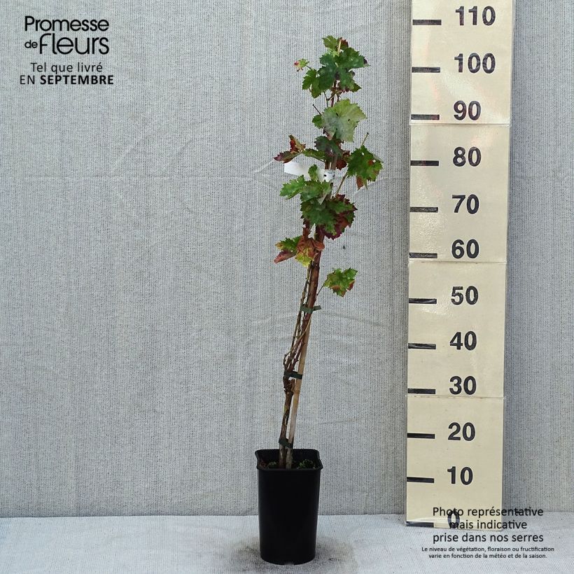Amostra de Videira de mesa Rei dos Precoces - Vitis vinifera Vaso de 2 L/3 L tal como entregue no verão