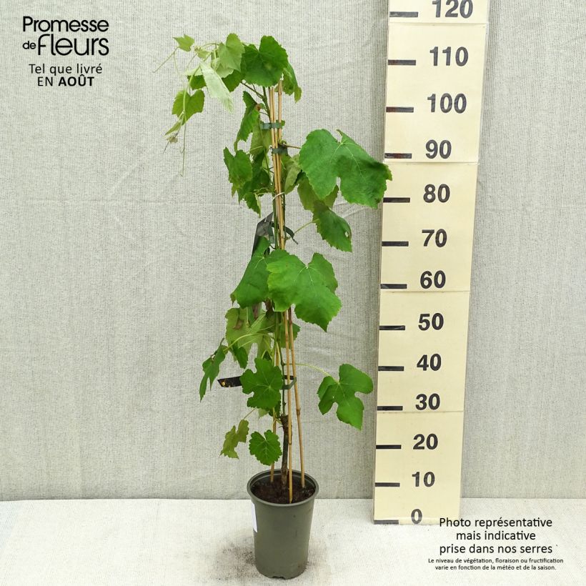 Amostra de Videira de mesa Vanessa - Vitis vinifera Vaso de 2 L/3 L tal como entregue no verão