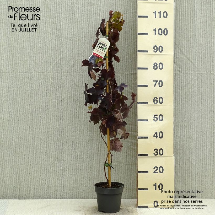 Amostra de Videira Purpurea Vaso de 2 L/3 L tal como entregue no verão