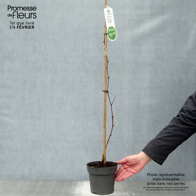 Amostra de Vigne d'ornement - Vitis vinifera Purpurea Vaso de 2 L/3 L tal como entregue no inverno