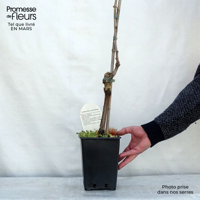 Amostra de Vigne sans pépin Apirena bianca Pot de 3L/4L tal como entregue no inverno