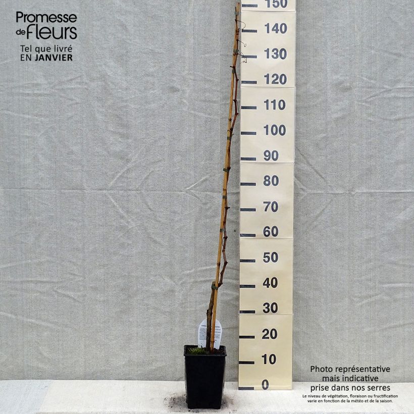 Amostra de Vigne sans pépin Sultanica bianca - Sultanine Pot de 1,5L/2L tal como entregue no inverno