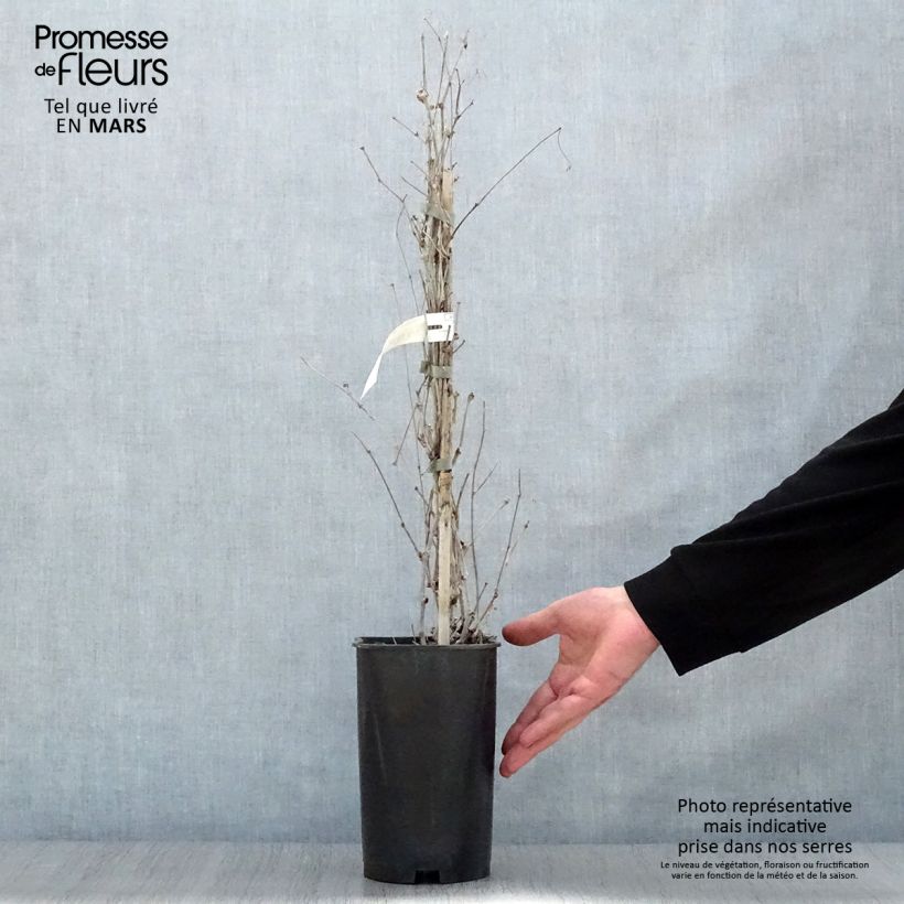 Amostra de Ampelopsis brevipedunculata Elegans Vaso de 3 L/4 L tal como entregue na primavera