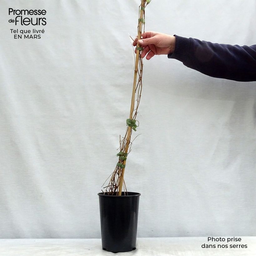 Amostra de Parthenocissus quinquefolia Engelmannii Vaso de 2 L/3 L tal como entregue na primavera