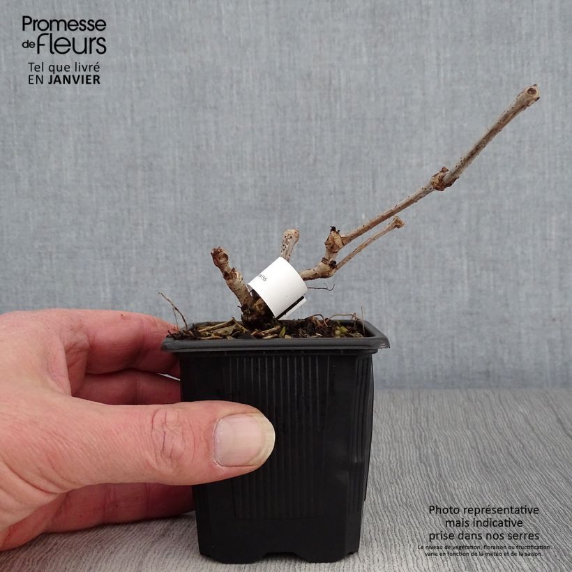 Amostra de Parthenocissus quinquefolia Engelmannii Vaso de 8/9 cm tal como entregue no inverno