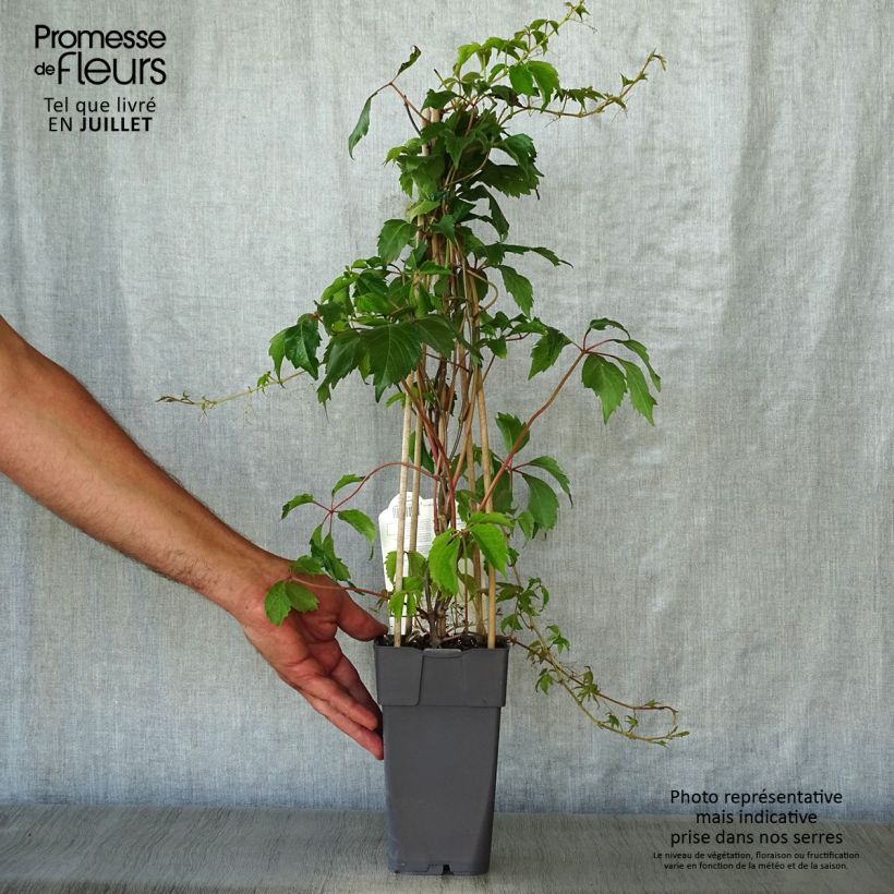 Amostra de Parthenocissus quinquefolia Engelmannii Vaso de 2 L/3 L tal como entregue no verão