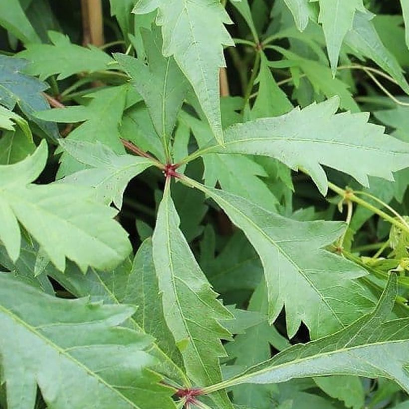 Parthenocissus quinquefolia Kirigami (Folhagem)
